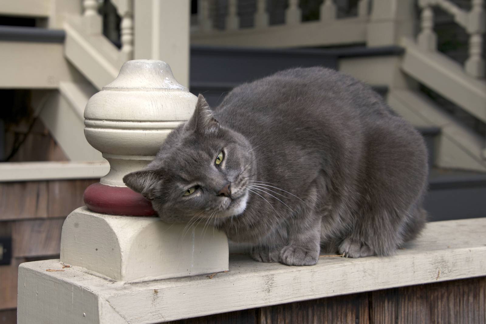 Картезианская кошка источник: https://Cattish.ru/Breed/Chartreux/ © Cattish.ru