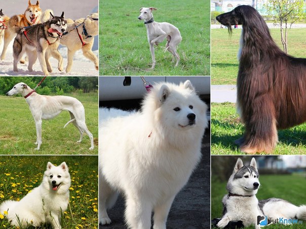 Японская собака: охотничьи породы императоров