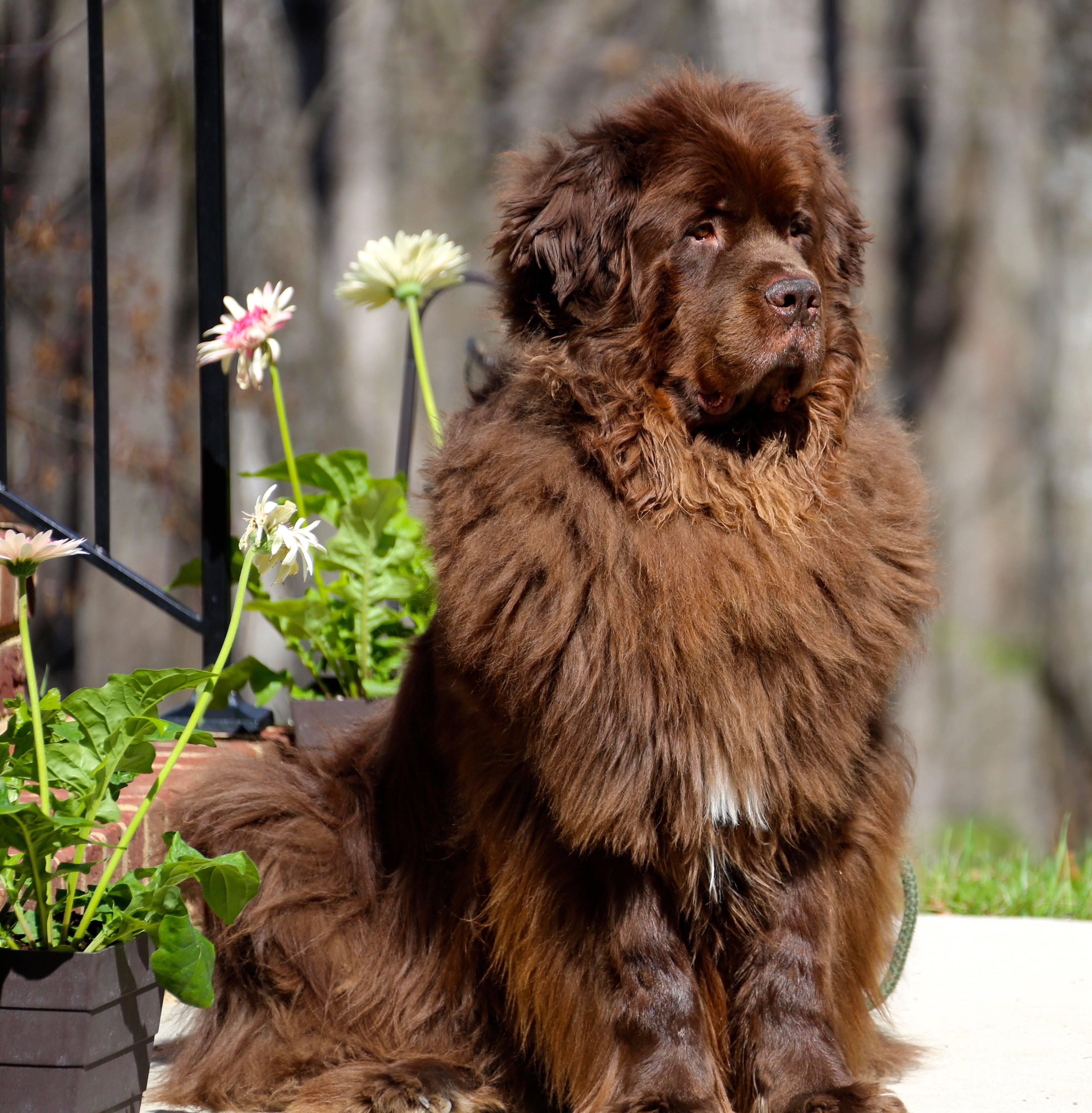 Породы собак коричневого окраса с фотографиями