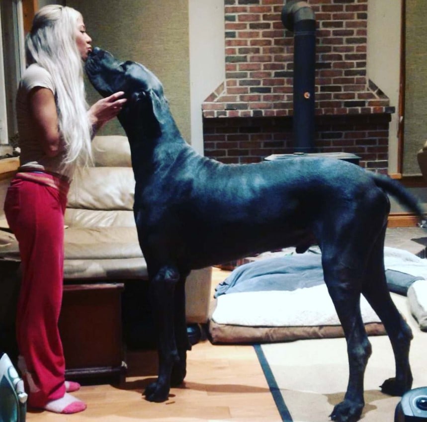 Самая большая собака в мире: гигантские породы