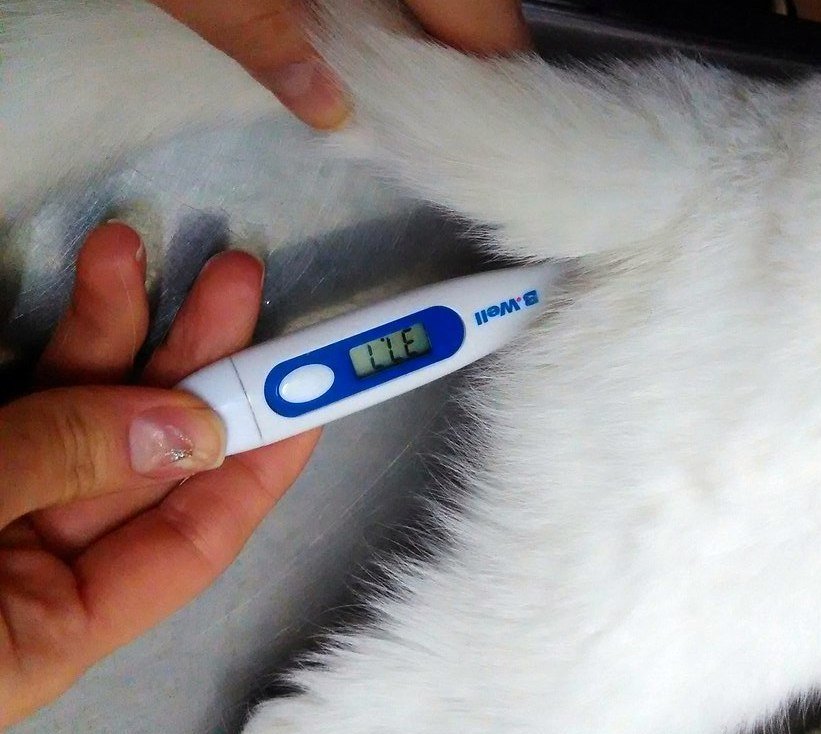 Температура тела у кошек