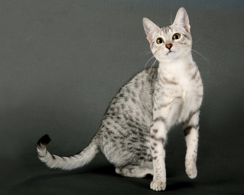 Египетская мау: кошка из древности