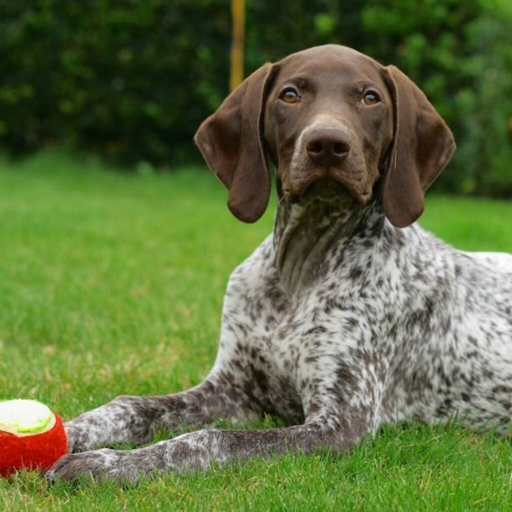 Курцхаар (немецкая короткошерстная легавая ) — порода собаки