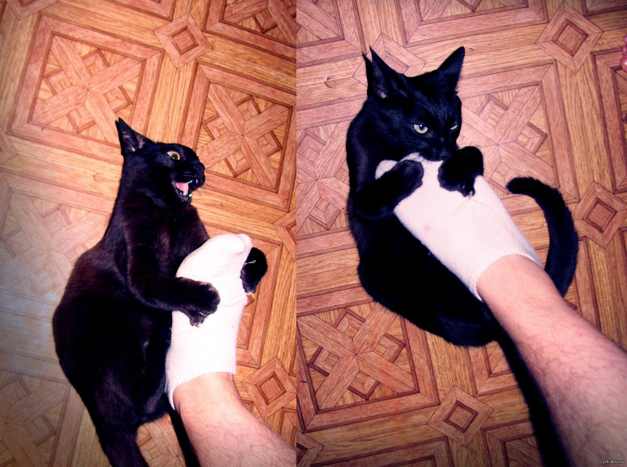 Почему кот кусает за ноги хозяйку: когда гладишь и без причины