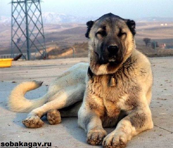 Армянский волкодав гампр — национальная гордость Армении