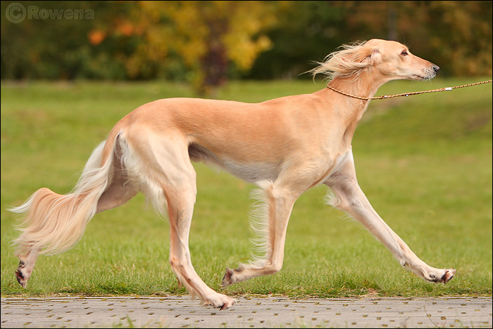 Салюки (порода собак): описание и рост борзой персидской