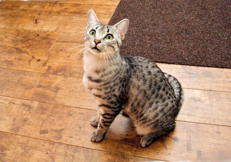 Египетская мау: кошка из древности