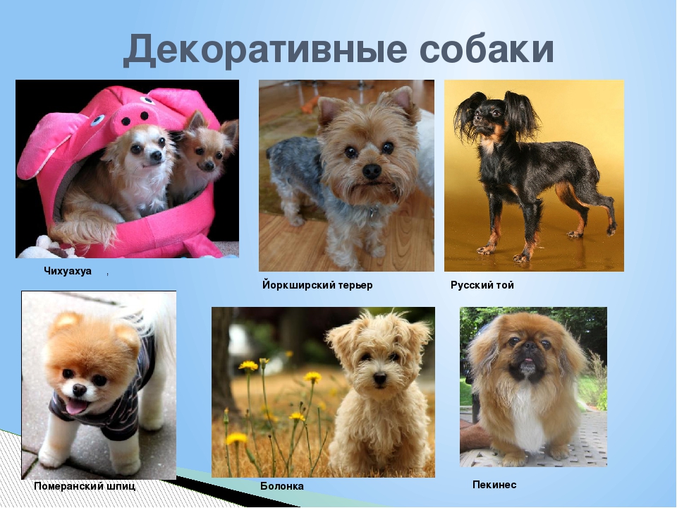 Комнатно-декоративные собаки: ТОП-10 самых популярных пород