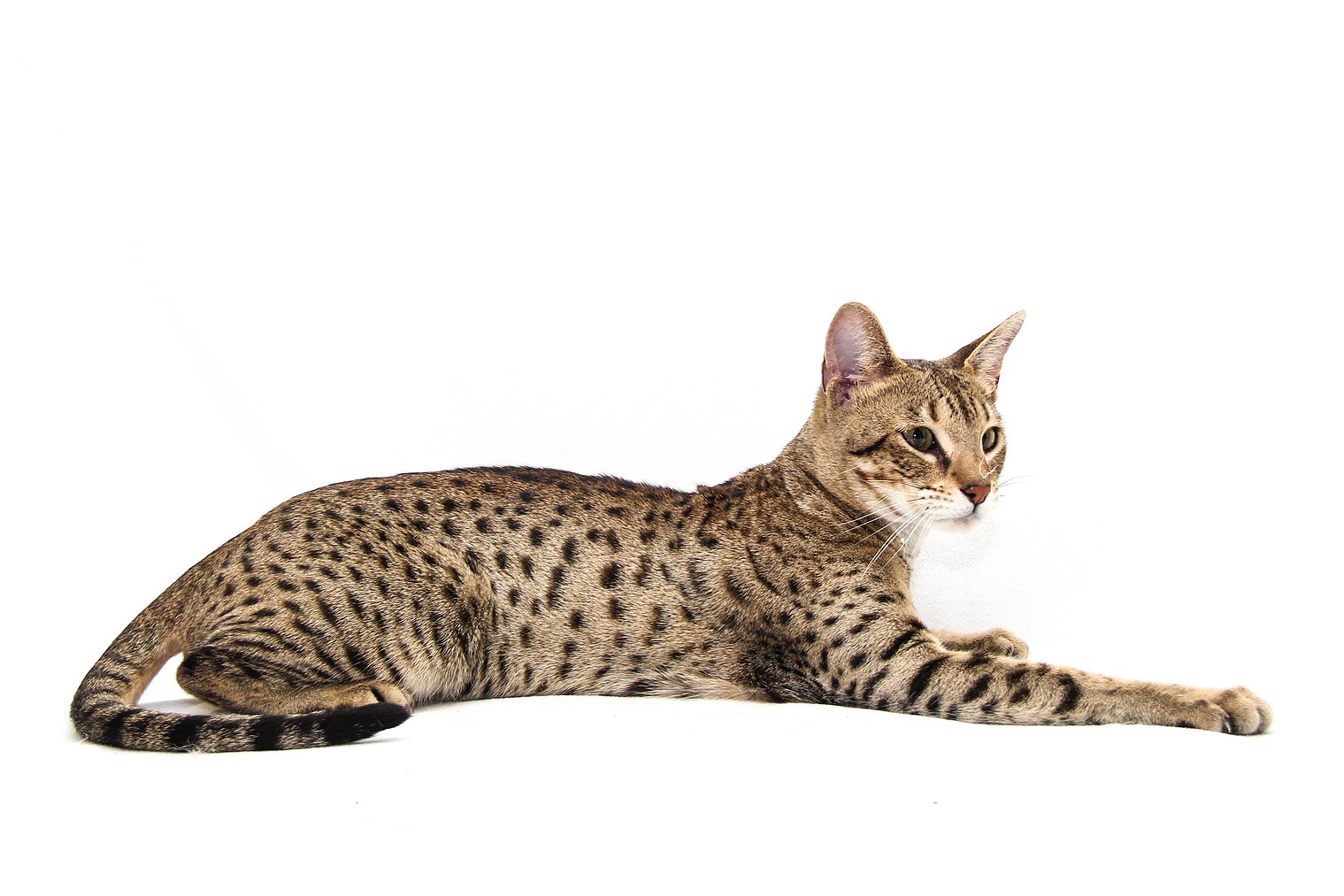 Самые дорогие кошки в мире и их породы: топ 10