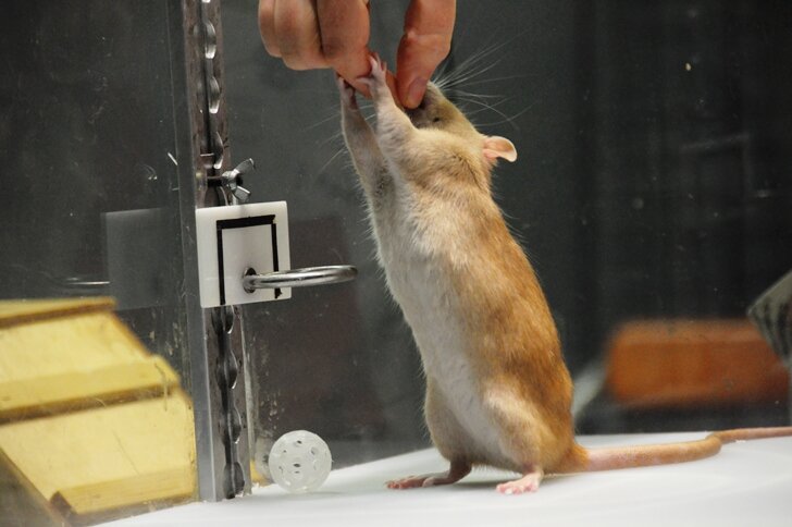 Как дрессировать крысу в домашних условиях