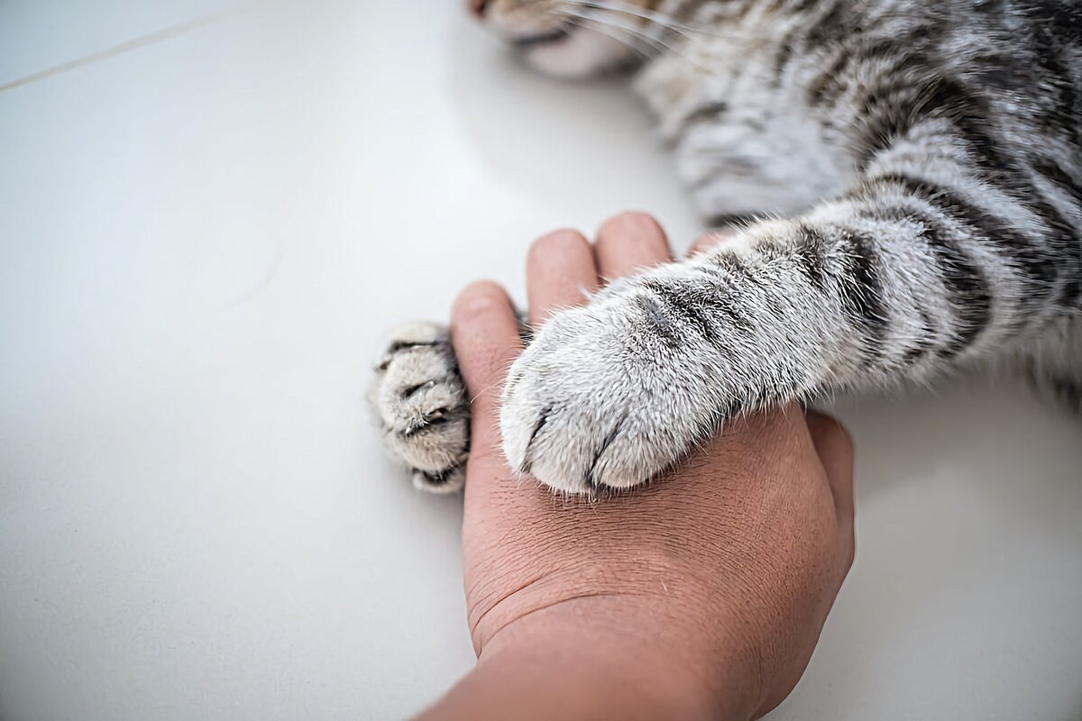 Как отучить кошку кусать руки и ноги: 5 советов