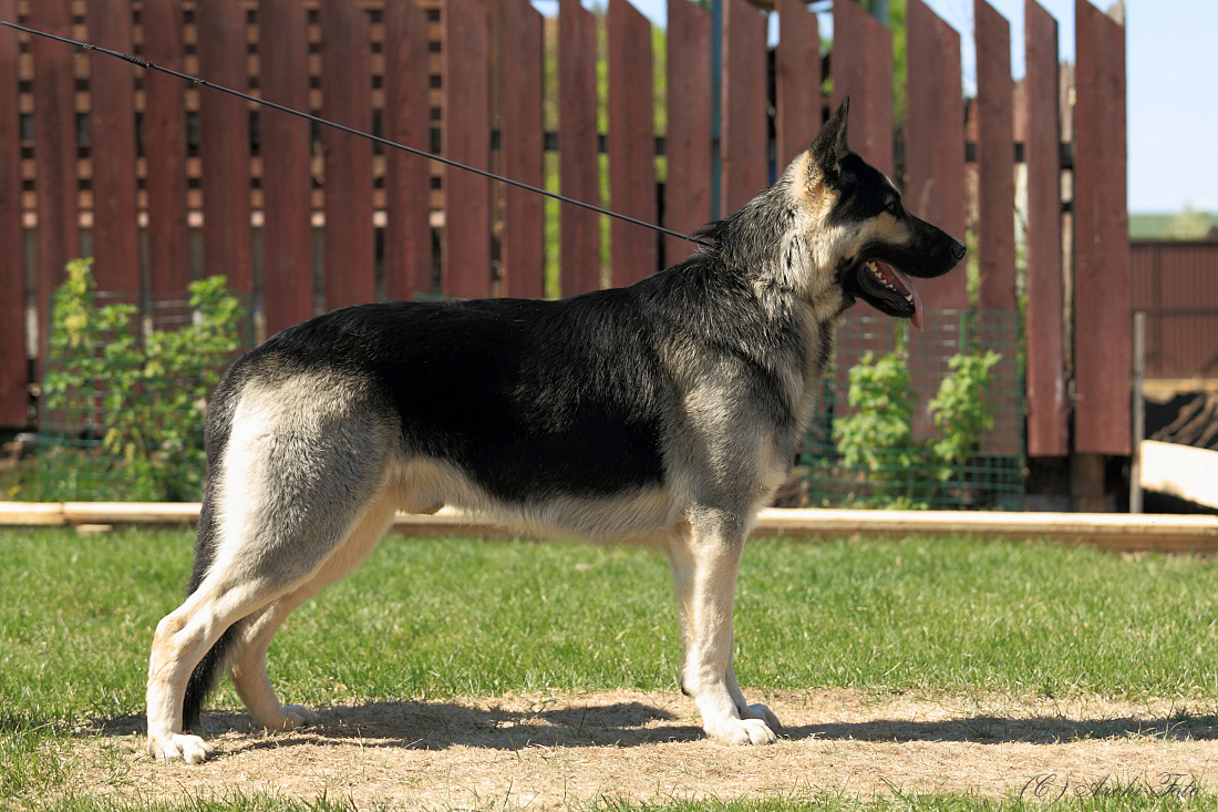Восточноевропейская овчарка (ВЕО): крупная собака с необычной историей