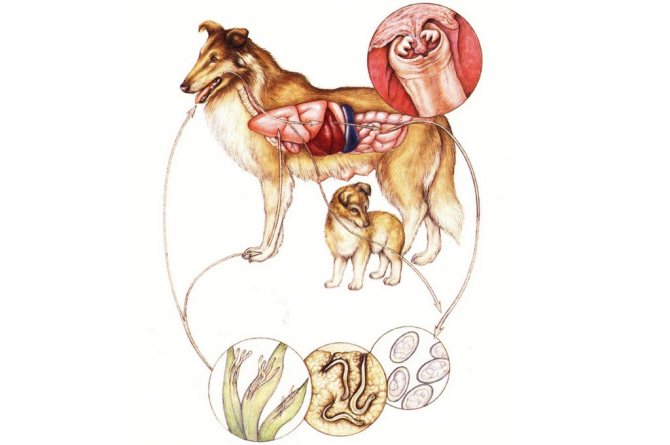сколько лет живут собаки породы китайская хохлатая