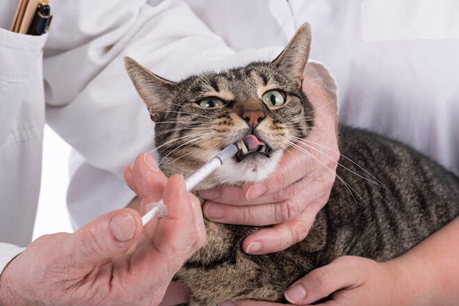 3 способа правильно дать таблетку котенку