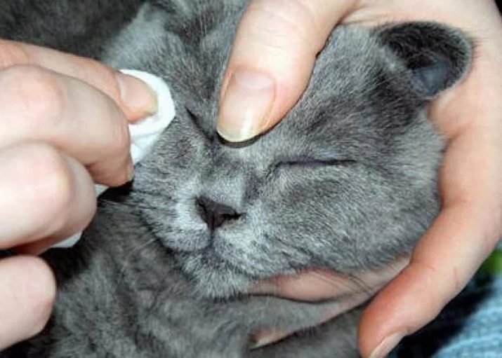 Слезотечение у кошек: возможные причины и терапия