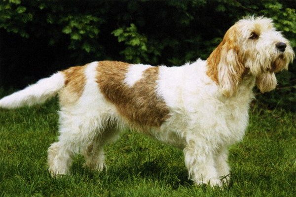 Вандейские гриффоны: забавные и шустрые собаки с очень непростым характером