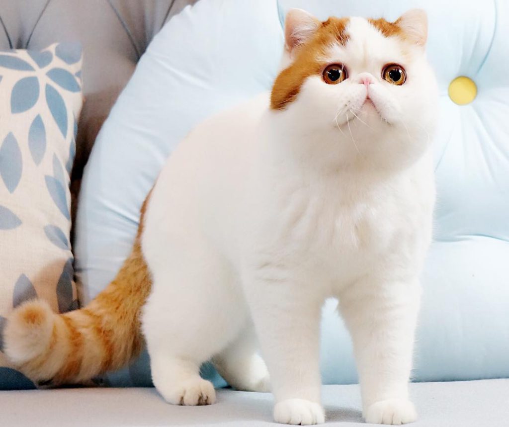 Экзотическая кошка — особенности породы, характер и уход