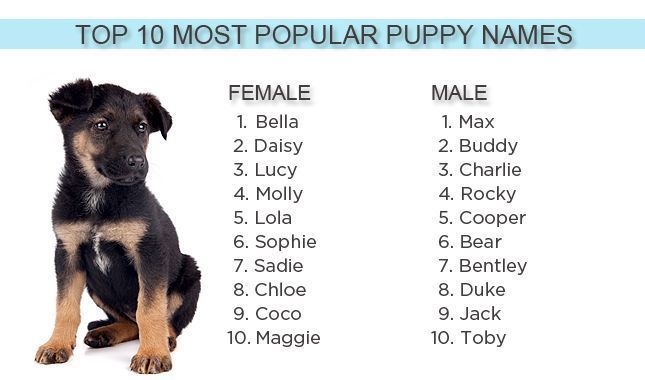Как назвать собаку-девочку: особенности выбора имени