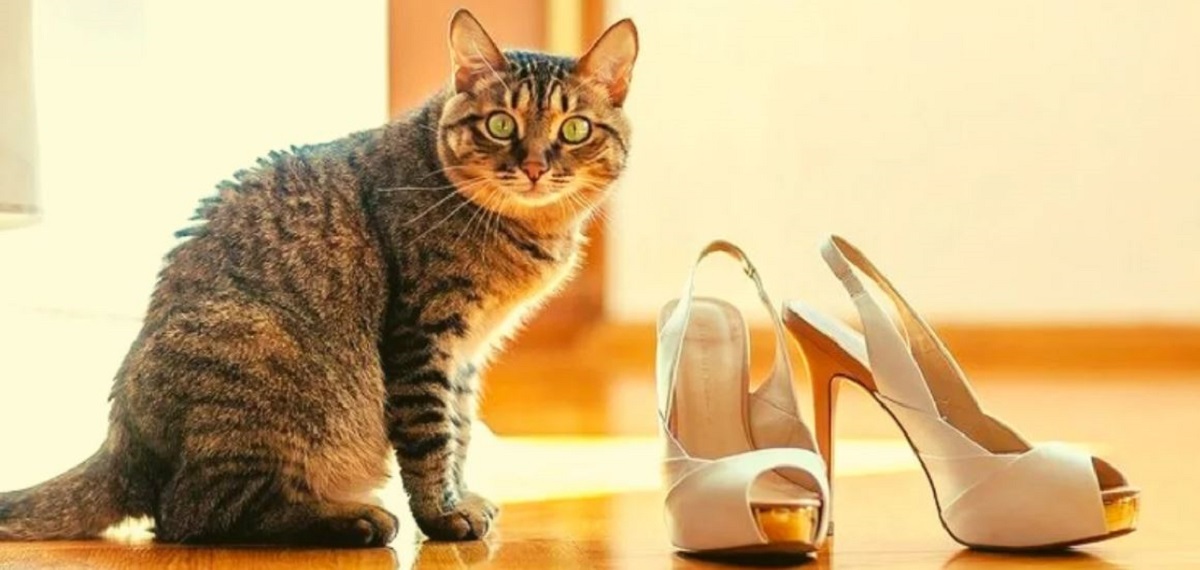 5 вещей, которых больше всего боятся домашние кошки