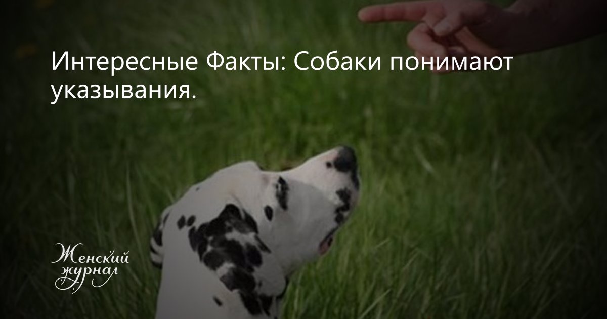 Интересные факты о собаках, которые ты не знал