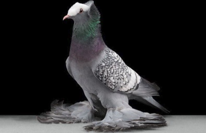 ТОП 10 необычных пород голубей