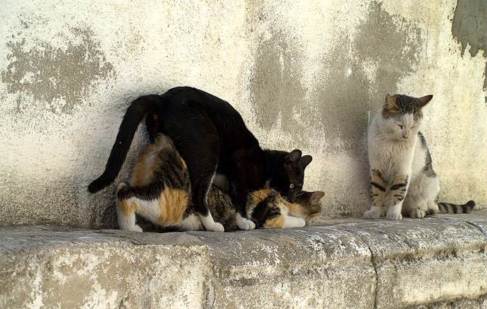 Половое созревание у котов и кошек: когда наступает