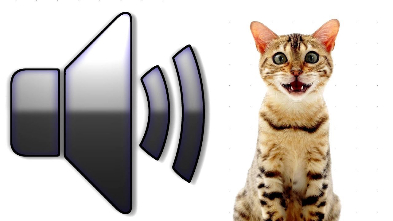 12 звуков, которые издает кот, и что они означают