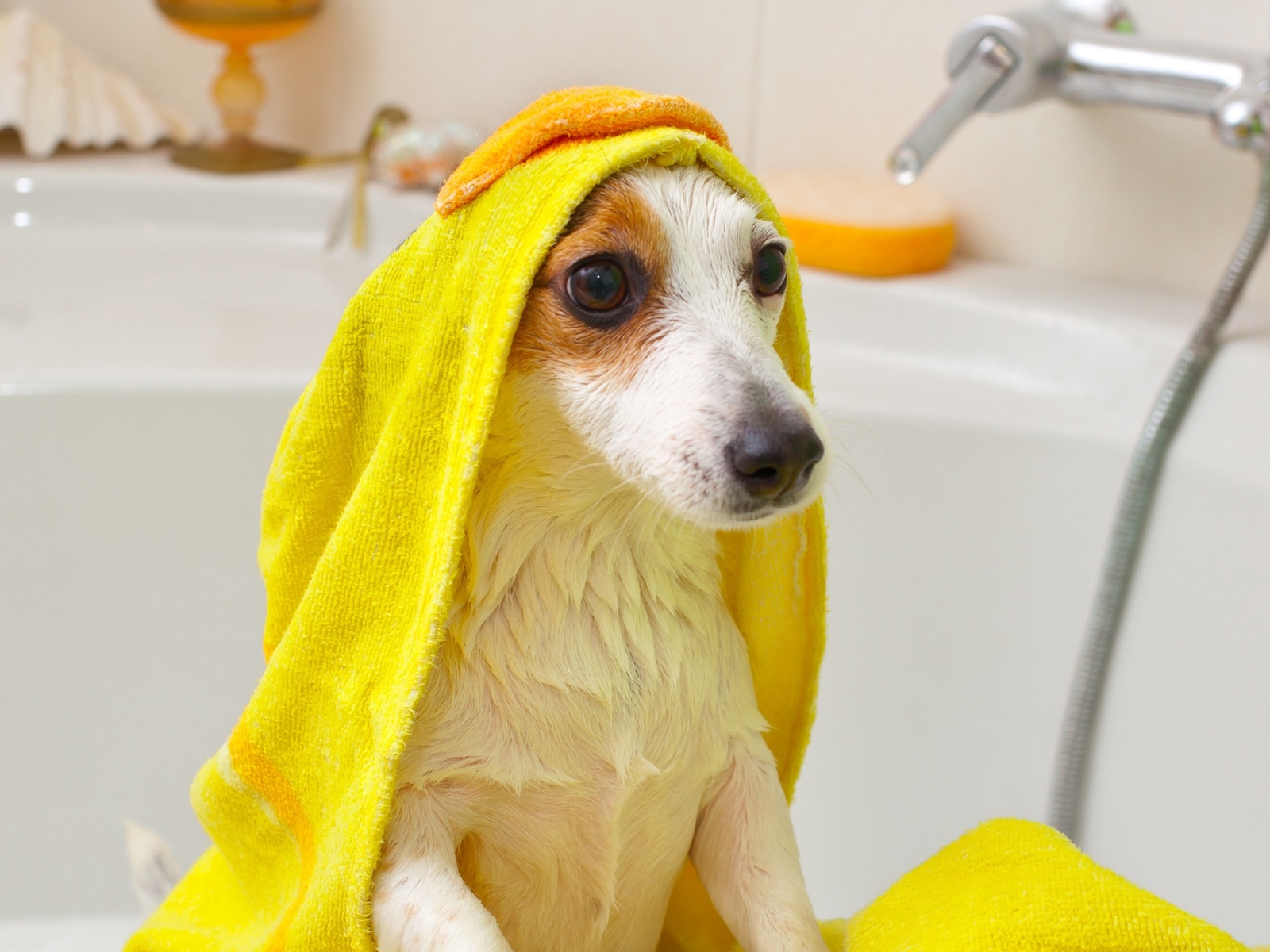 Как мыть собаку правильно в домашних условиях