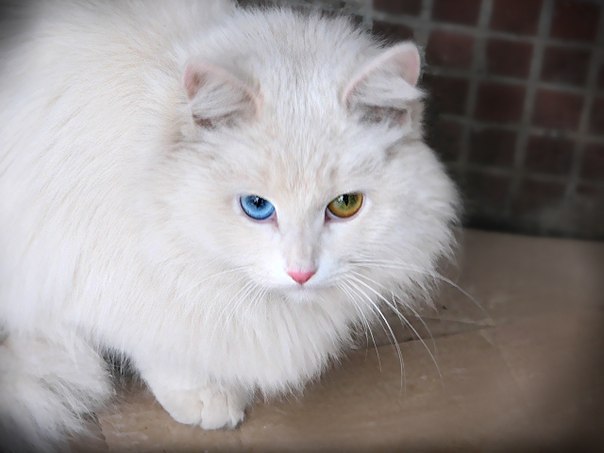Белая кошка с голубыми глазами: примеры названия пород