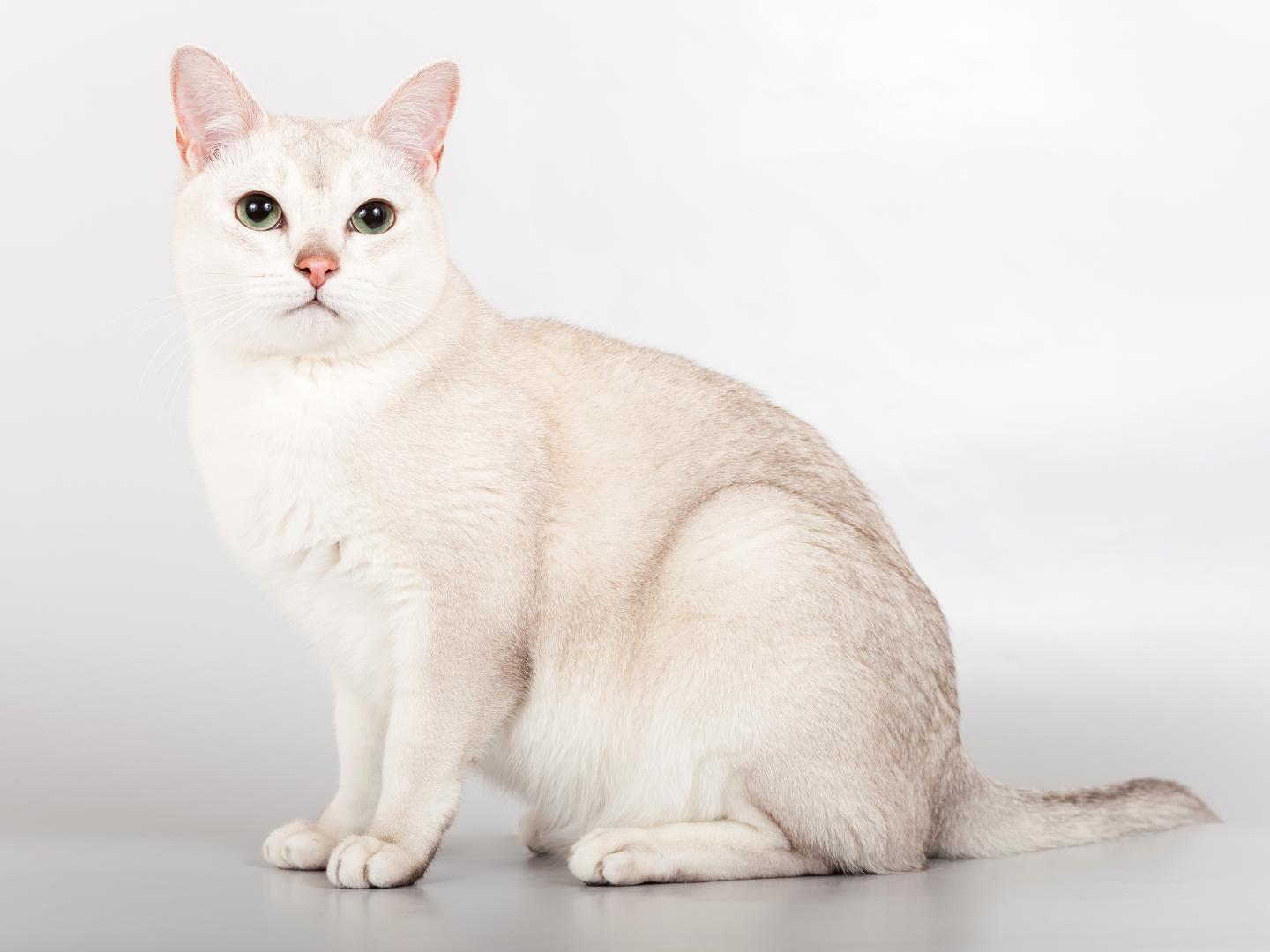 Бурмилла кошка — длинношерстные и короткошерстные коты