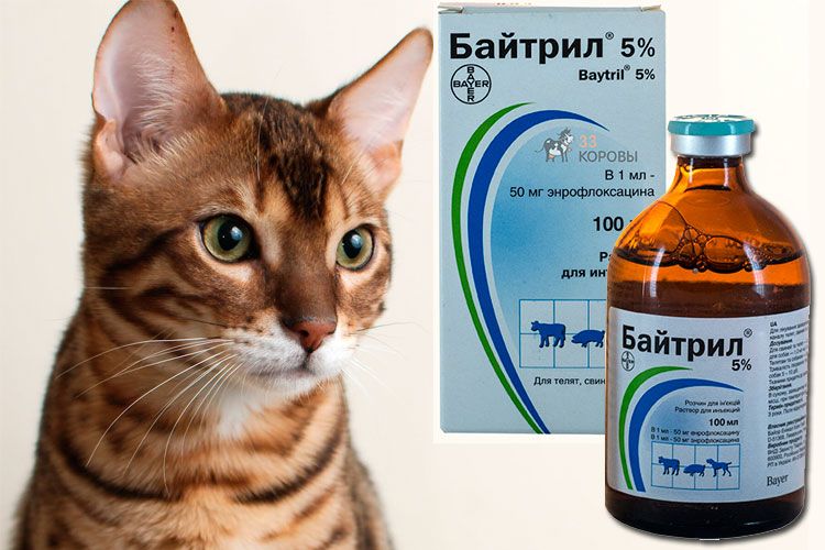 Байтрил: описание препарата и схема лечения кошек