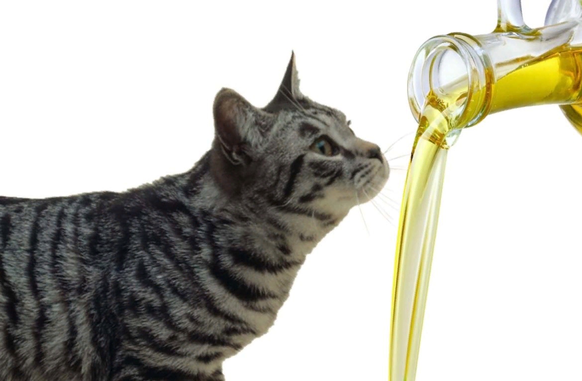 Вазелиновое масло для кошек: применение при запорах