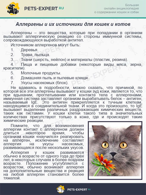 Болезни кошек: симптомы, таблица, лечение