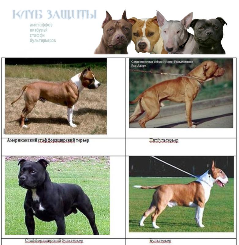 Порода собак прайтер: одомашненные и незлые питбультерьеры