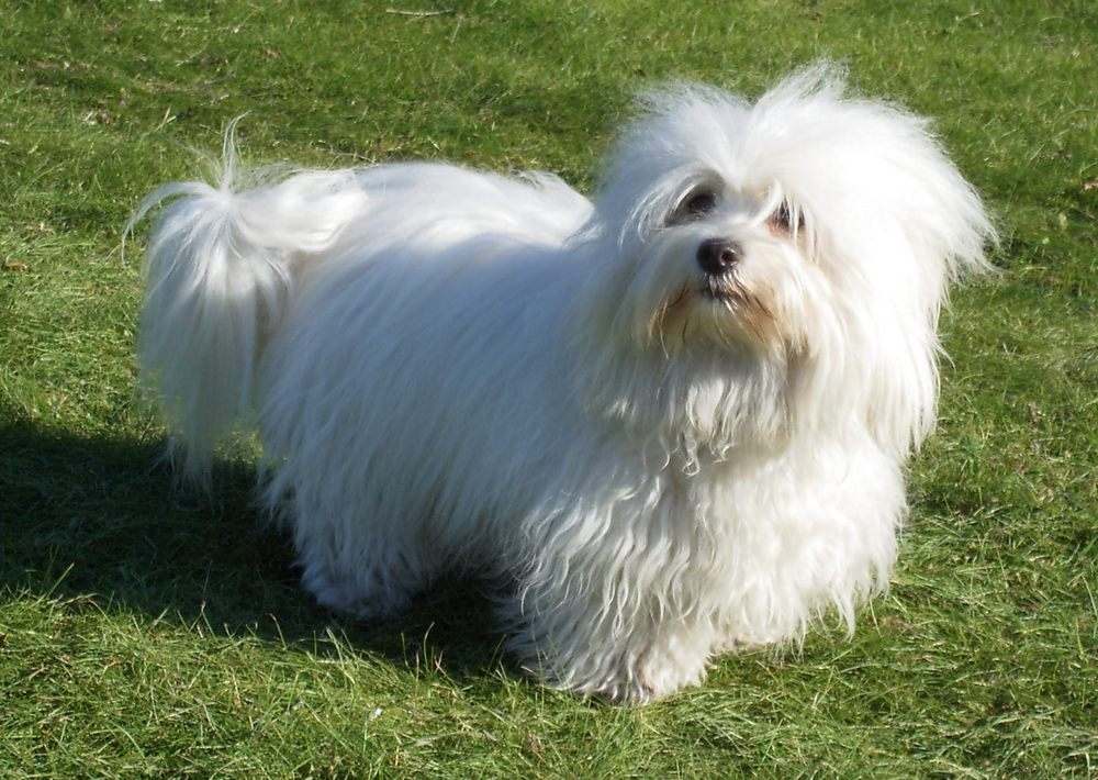 карликовый пинчер юла