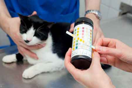 Мочекаменная болезнь кошек: причины, симптомы, лечение и профилактика