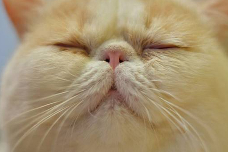 Какой должен быть нос у здоровой кошки: сухой или горячий