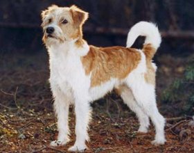 Кромфорлендер – семейная собака, которую непросто раздобыть