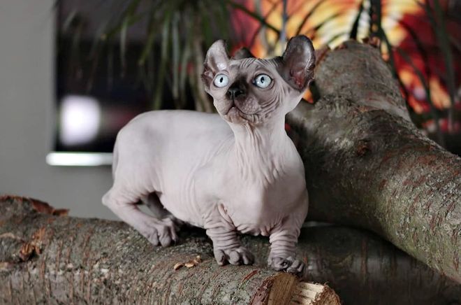 Кошка эльф — отличие от котов породы сфинкс