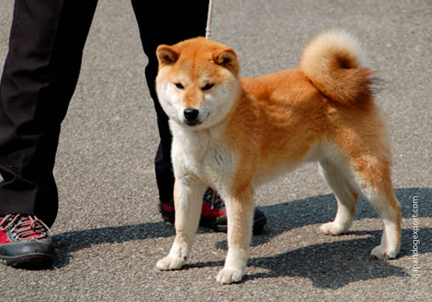 Азиатские породы собак