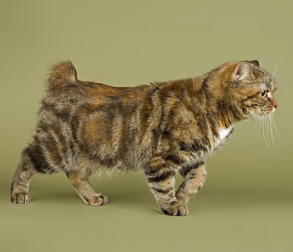 Кимрик (Уэльская кошка)