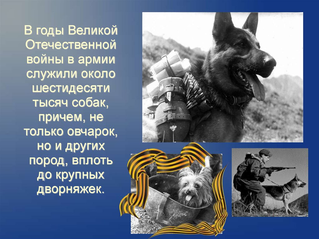 Как собаки помогали людям во время войны
