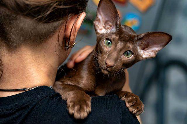 Кот грузин или кошки, похожие на грузинов