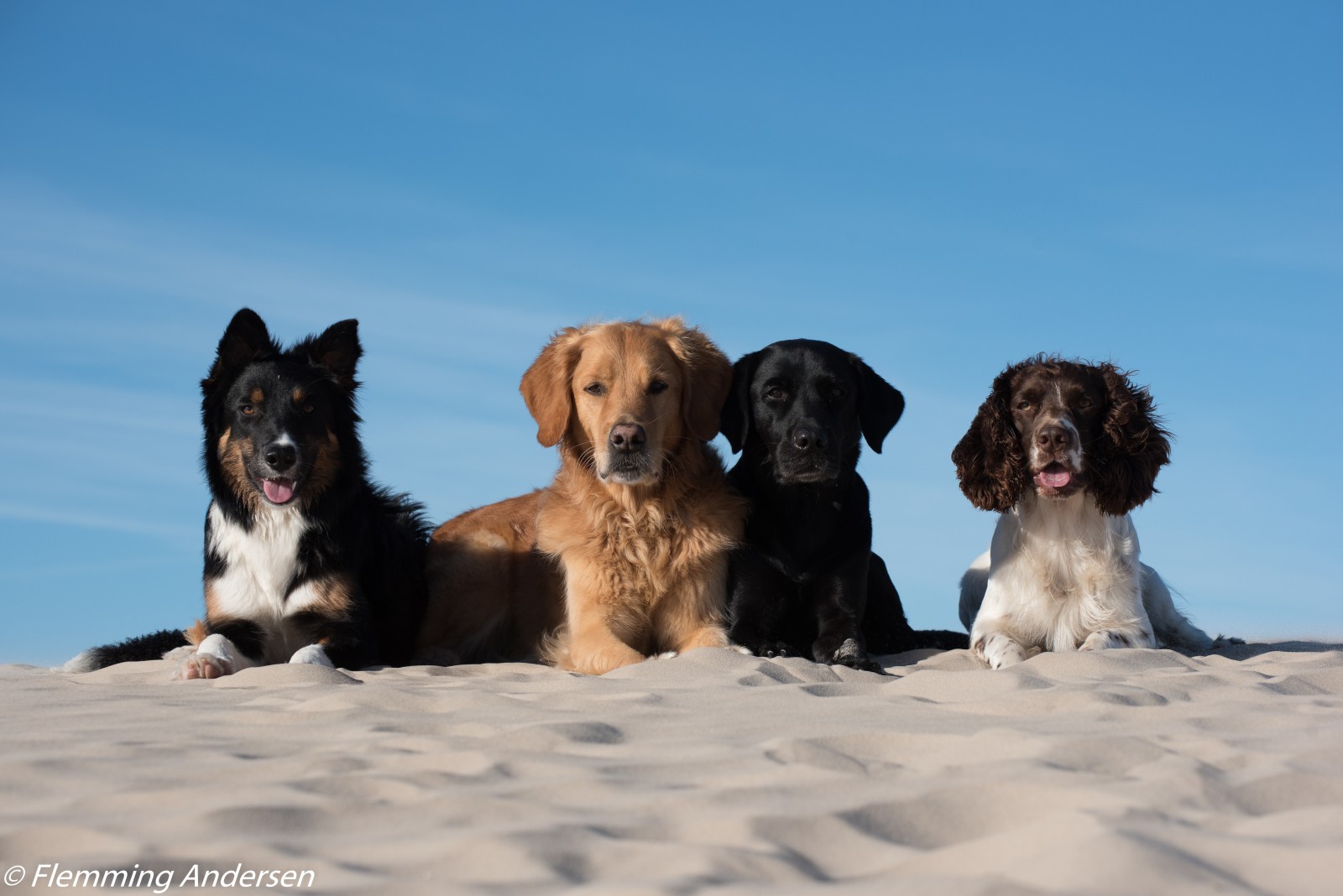 Лучшие породы собак для путешествий хоть на край света