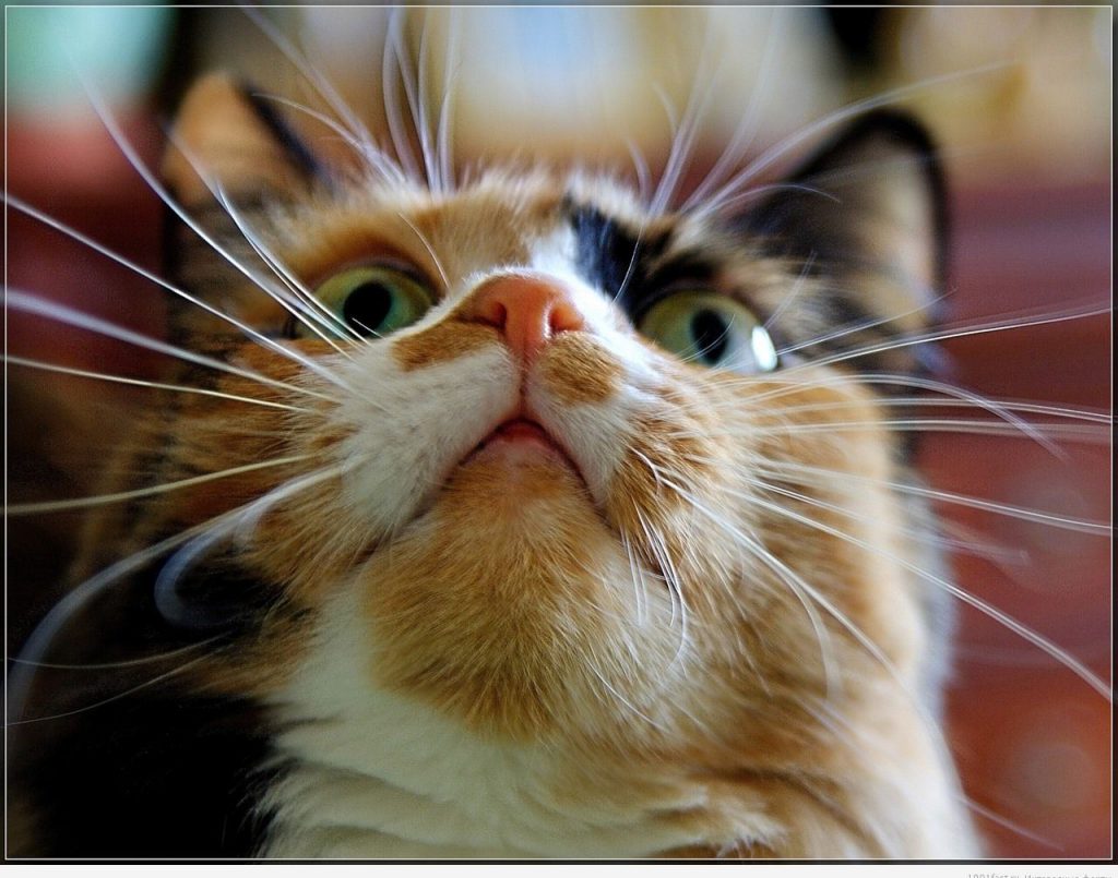 Зачем кошкам усы: основные функции и как называются по-научному