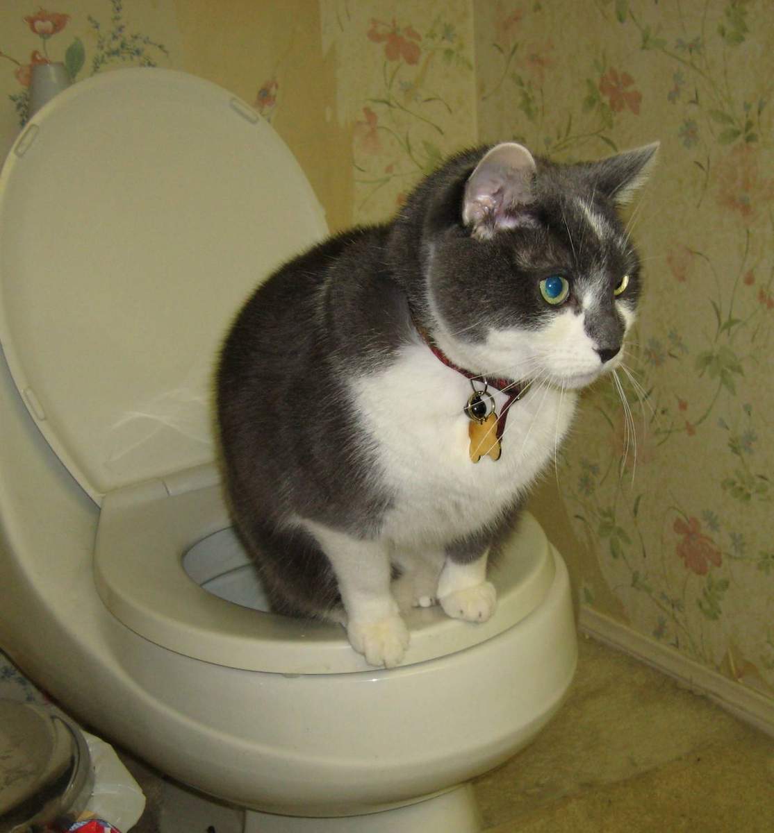 Способы приучения котенка к туалету