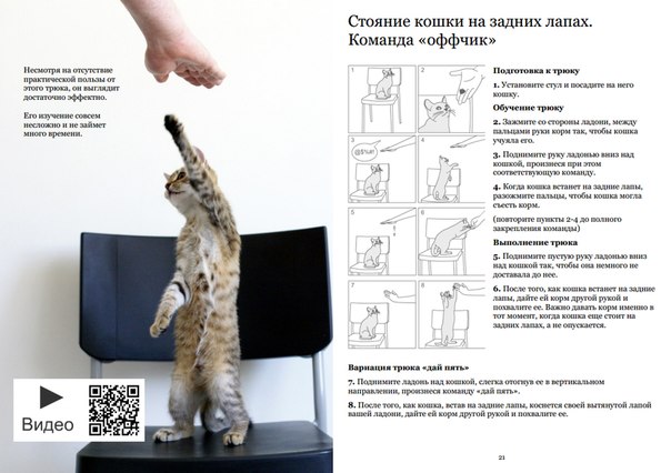 Как можно дрессировать кошек в домашних условиях