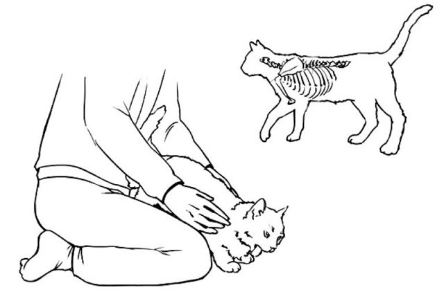 Как делать массаж задних лап кошкам и котам