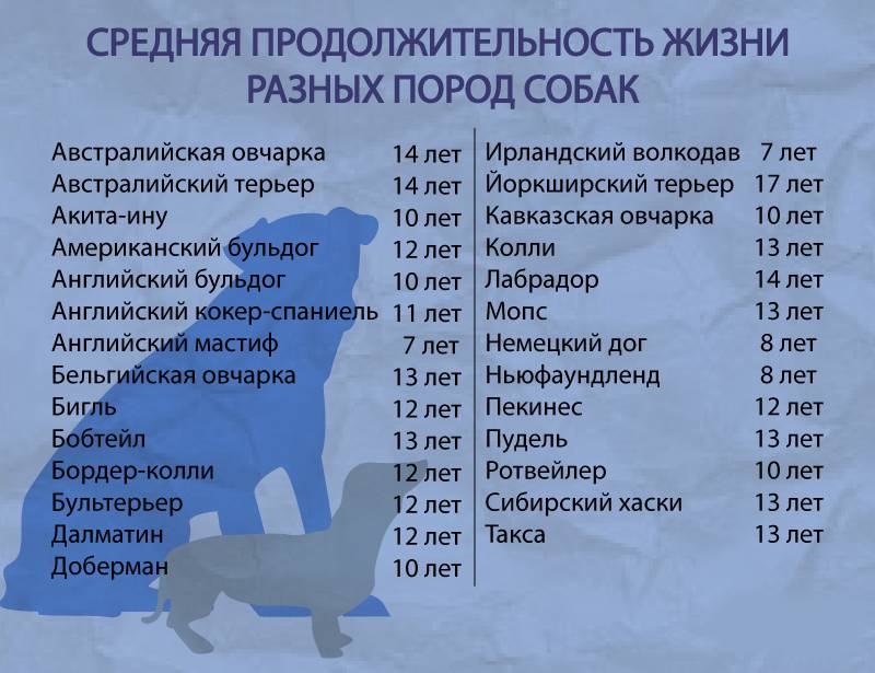 Сколько живут русские спаниели в домашних условиях