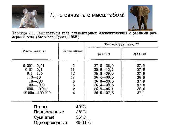 Температура тела кошки: какая считается оптимальной и критической